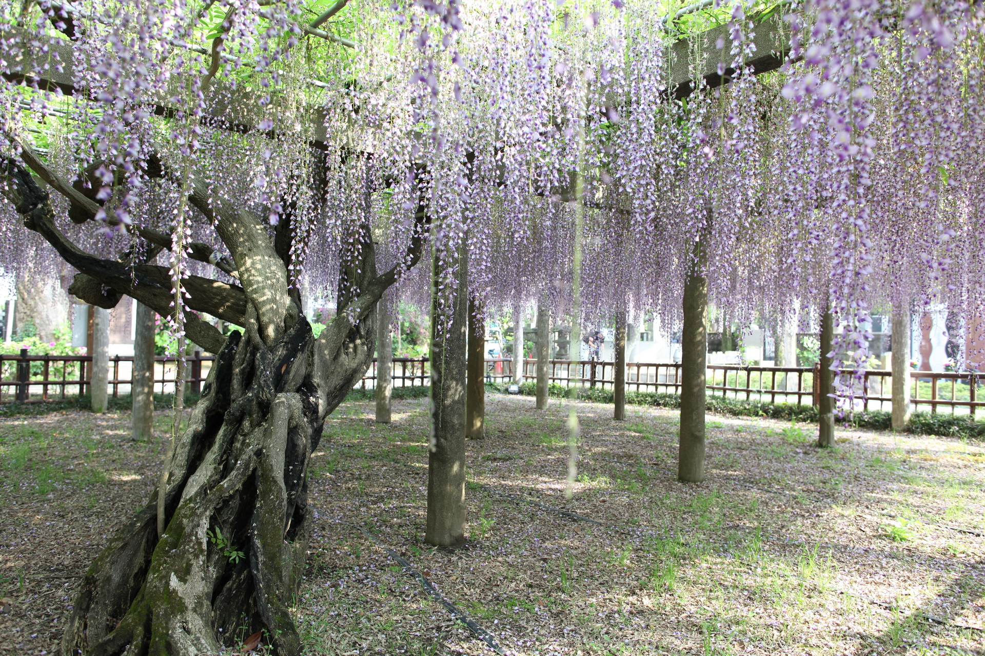 妙福寺の藤棚