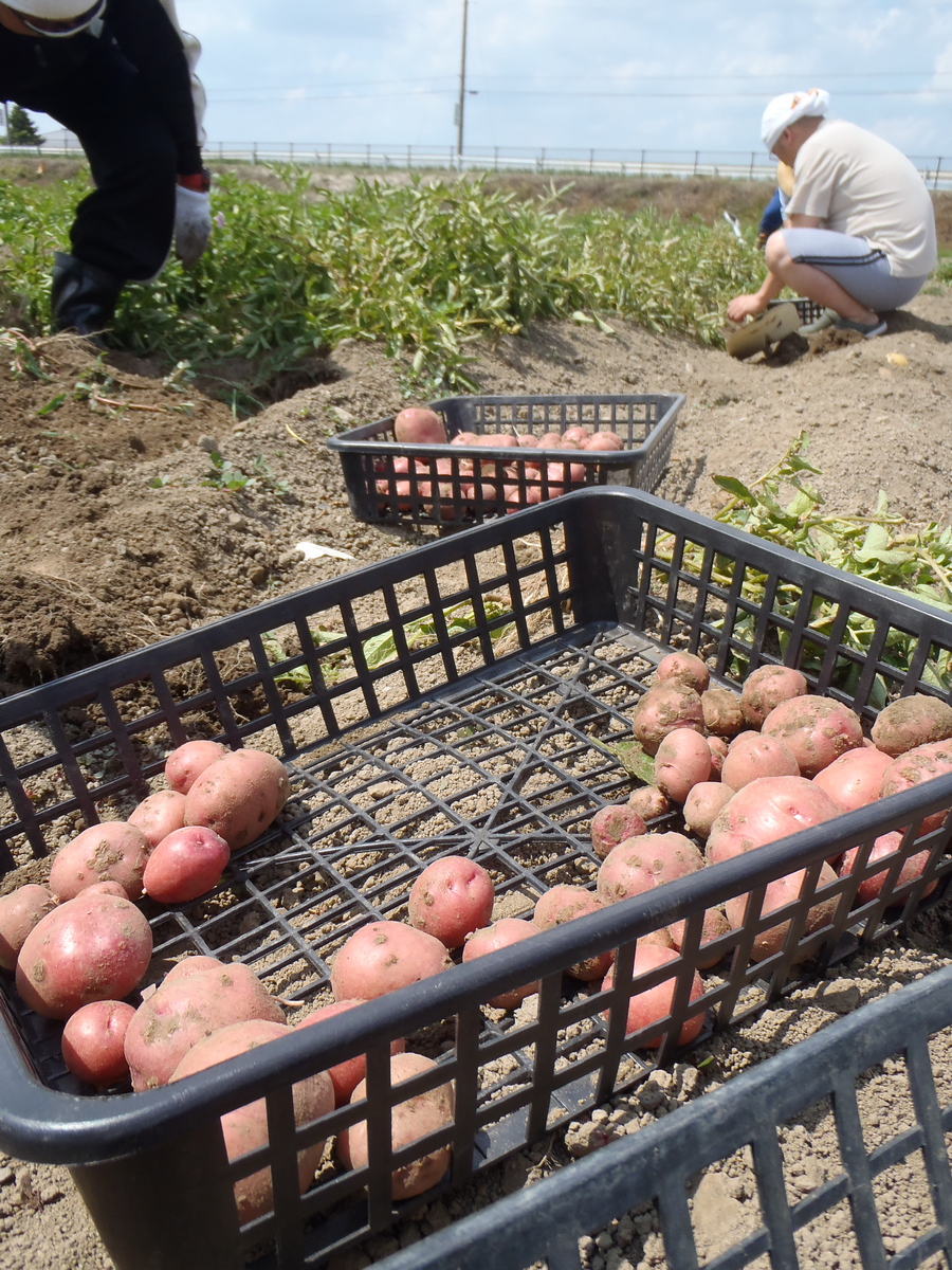 ジャガイモ掘り